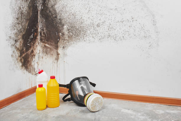 Best Mold Cleaning Services  in Senoia, GA