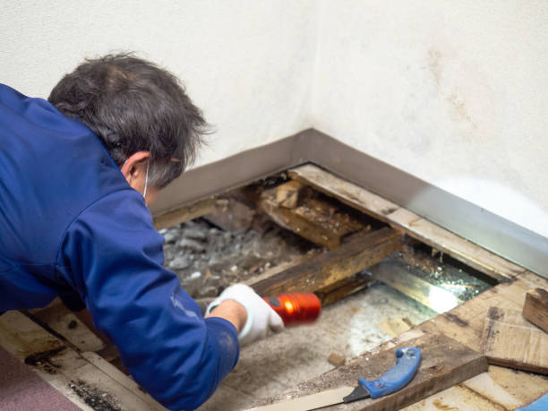 Best Crawl Space Mold Removal  in Senoia, GA