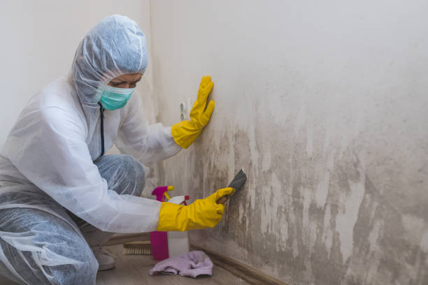 Best Emergency Mold Removal  in Senoia, GA