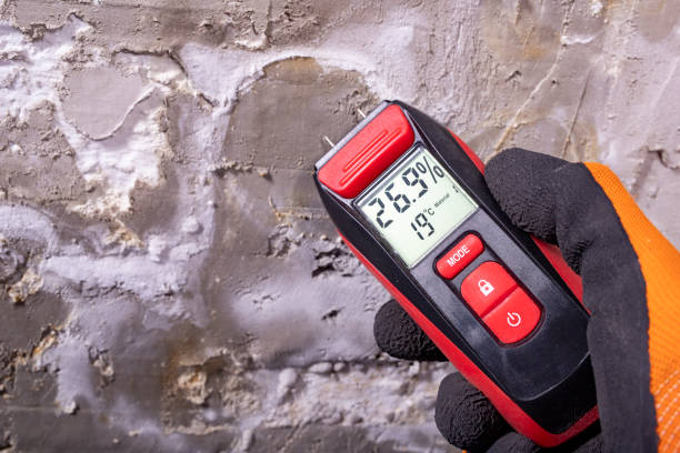 Best Same-Day Mold Removal  in Senoia, GA