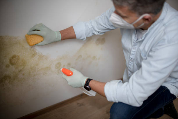 Best Mold Damage Repair  in Senoia, GA
