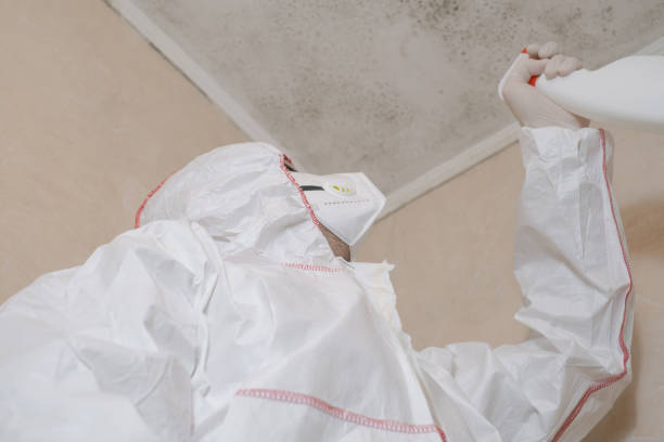 Best Mold Inspection  in Senoia, GA