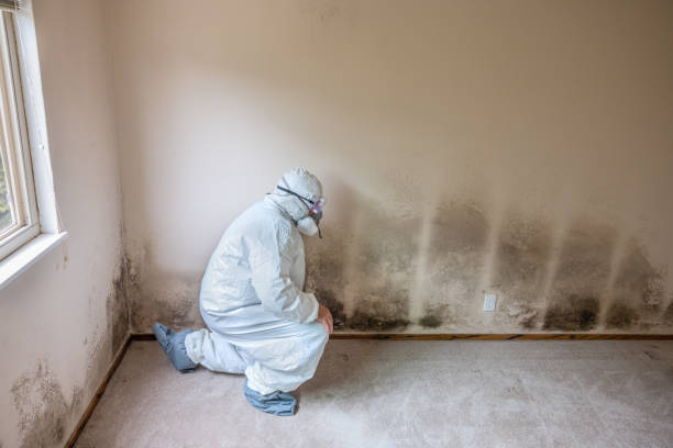 Best Office Mold Removal Services  in Senoia, GA
