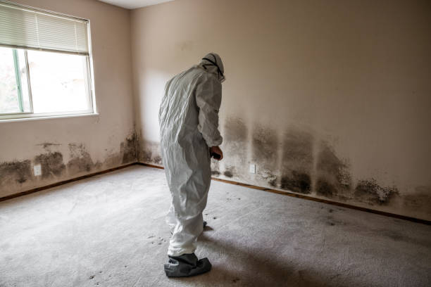 Best Certified Mold Removal  in Senoia, GA