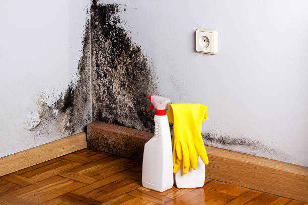 Reliable Senoia, GA Mold Removal Solutions