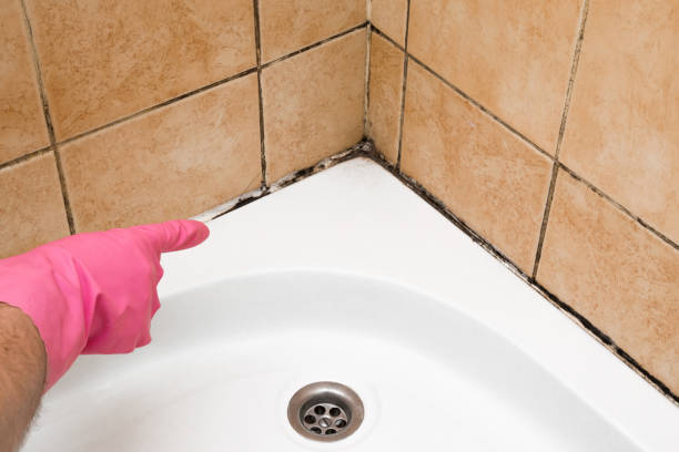 Mold Removal and Inspection in Senoia, GA
